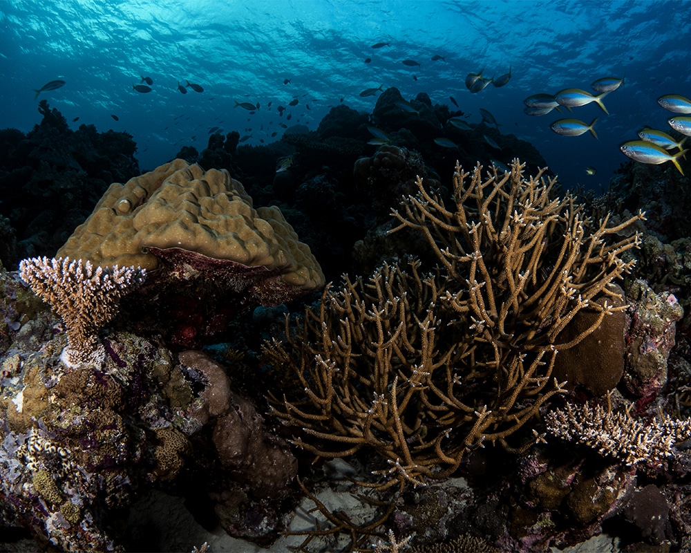 Hard Coral Garden in Maldives, Underwater Photo by Azim Musthag