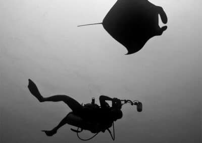 Black and White photo of a diver swimming underneath a Manta Ray